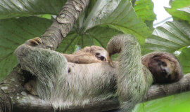 Private Sloth Tour