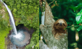 Combo Sloth Hike & La Fortuna Waterfall Guided Hike