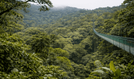 Silver Package - Hanging Bridges  & Sloth Tour - Selvatura