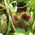 Sloth Tour