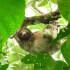 Sloth Tour