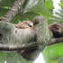 Sloth Tour