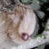 Sloth Tour