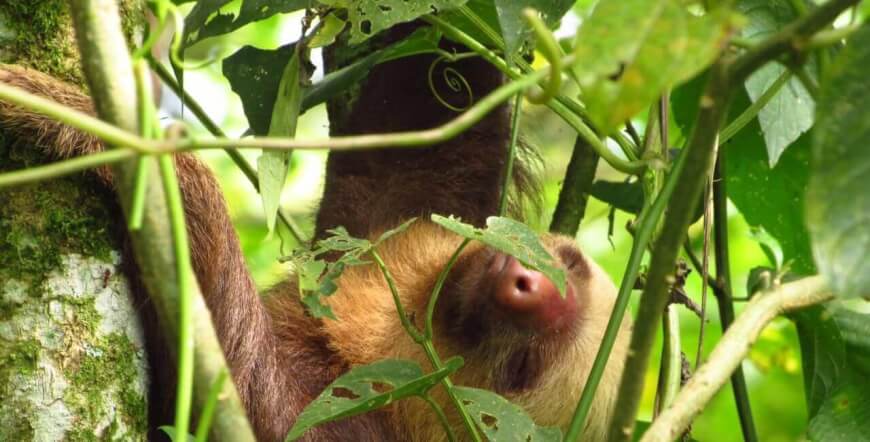 Sloth Tour