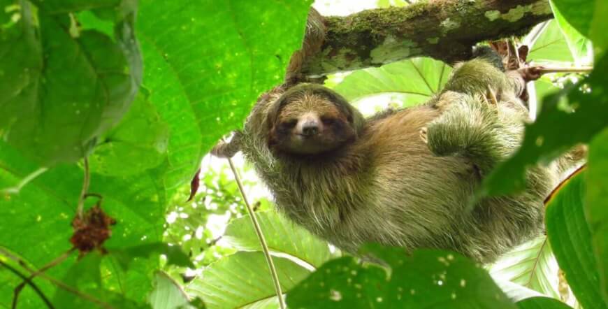 Sloth Tour