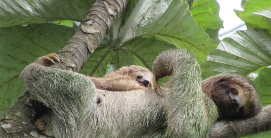 Sloth Tour