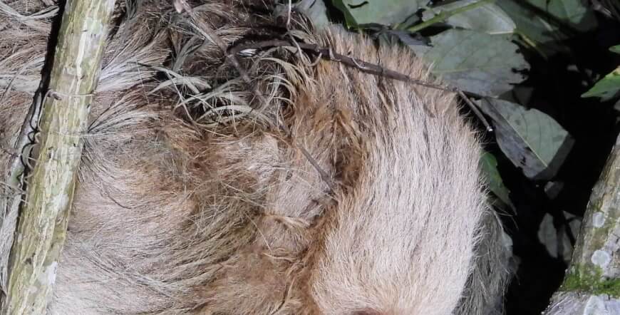 Sloth Tour
