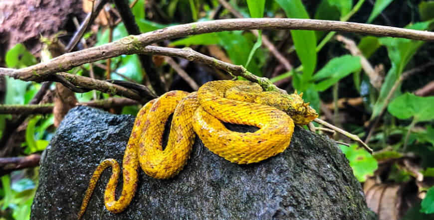 ARENAL HANGING BRIDGES GUIDED HIKE