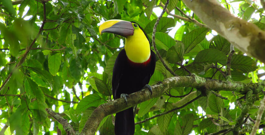 ARENAL HANGING BRIDGES GUIDED HIKE