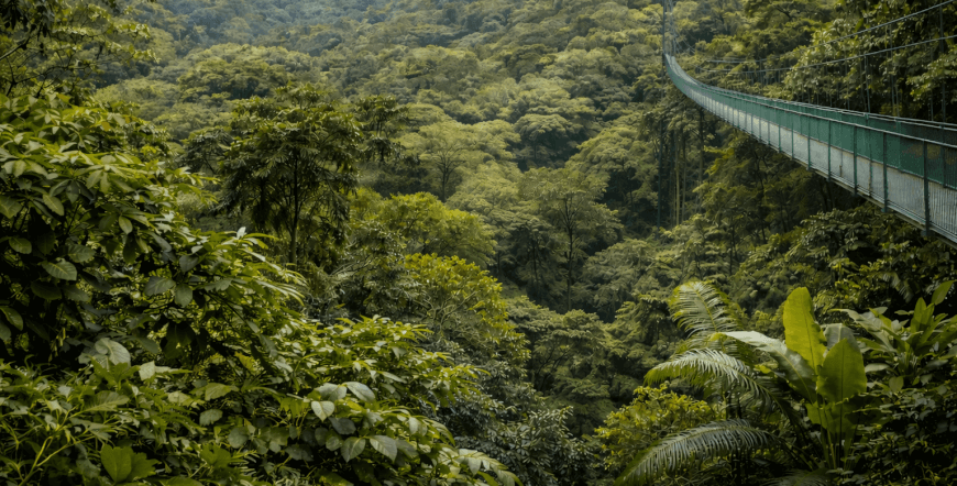 Silver Package - Hanging Bridges & Sloth Tour - Selvatura